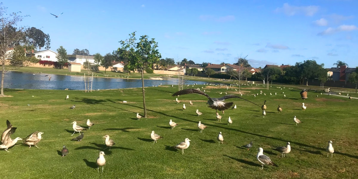 Greer Park, Huntington Beach